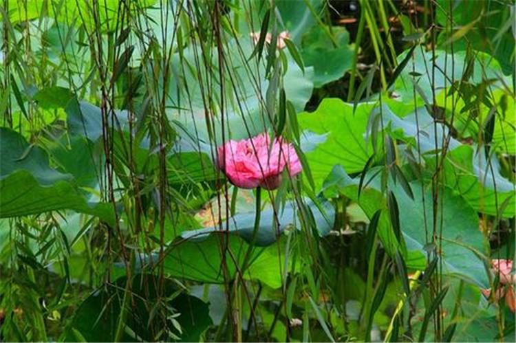 荷花产地直销 种植荷花苗精品荷花盆栽 基地大量批发