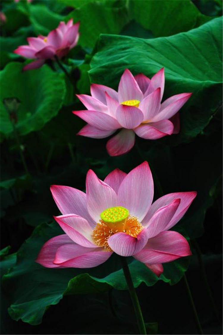 专业批发荷花藕苗种植基地 新品推出精品荷花苗 盆栽荷花苗