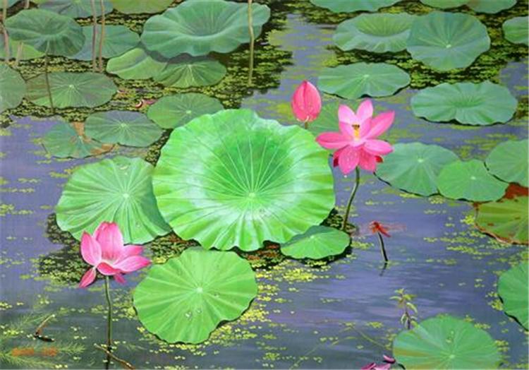 供应精品地栽荷花苗 莲花 水芙蓉 荷花价格 荷花批发