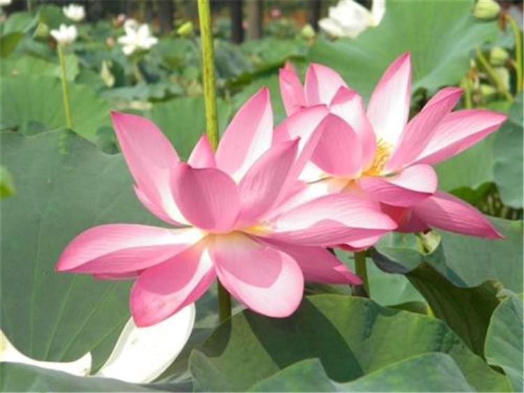 荷花苗批发 精品荷花种植 承接荷花种植施工包成活 签合同