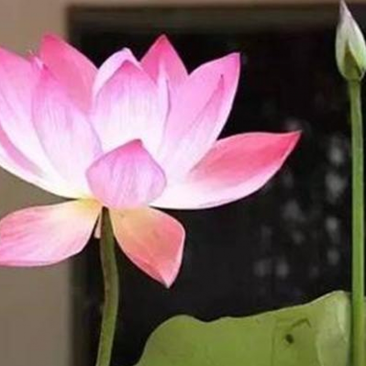 水生植物种植基地 精品荷花苗种植 批发价格 景观荷花种苗施工种植