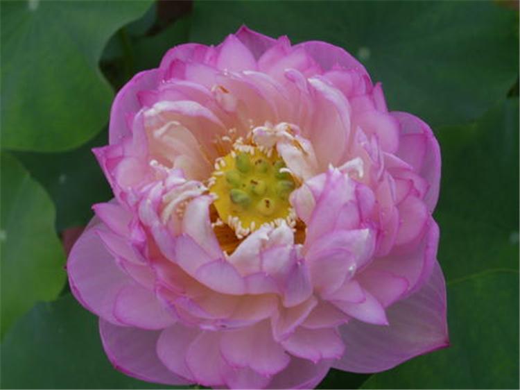 大型花种精品荷花苗 精品荷花苗水生荷花 精品荷花苗