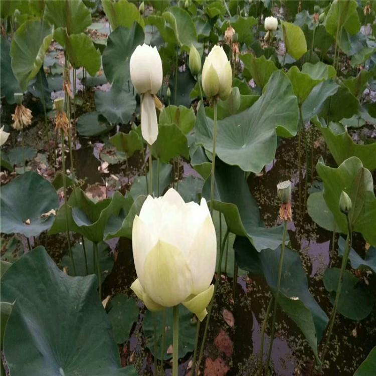 水生植物种植基地 精品荷花苗种植 批发价格 景观荷花种苗施工种植