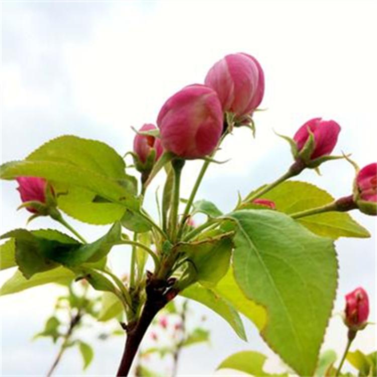 八棱海棠果 量大优惠 批发价格 厂家供应