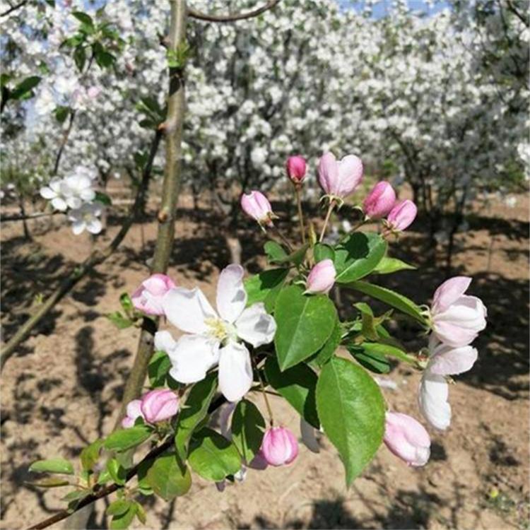 绚丽海棠价格优惠 八棱海棠树 成活率高 八棱海棠树苗价格