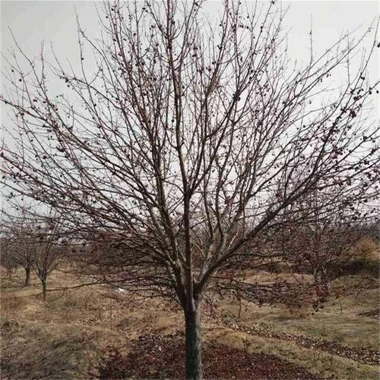 苹果苗八棱海棠根系 农业 苹果苗产量高