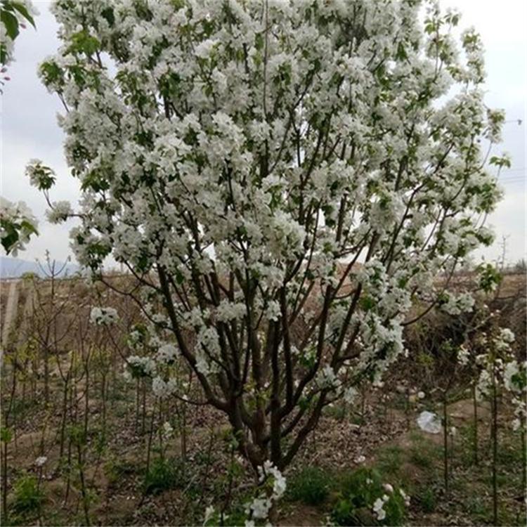 八棱海棠 八棱海棠精选厂家 厂家直销