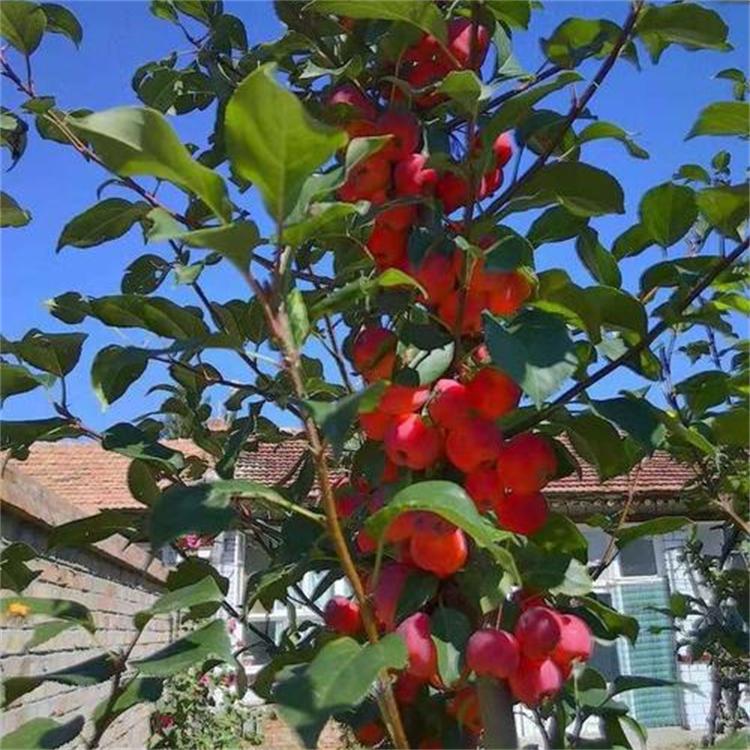 苗价格八棱海棠根系 树苗品种优缺点介绍