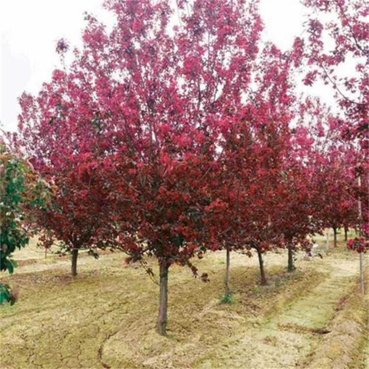 海棠 八棱海棠苗 大量供应四季秋海棠 供应基地
