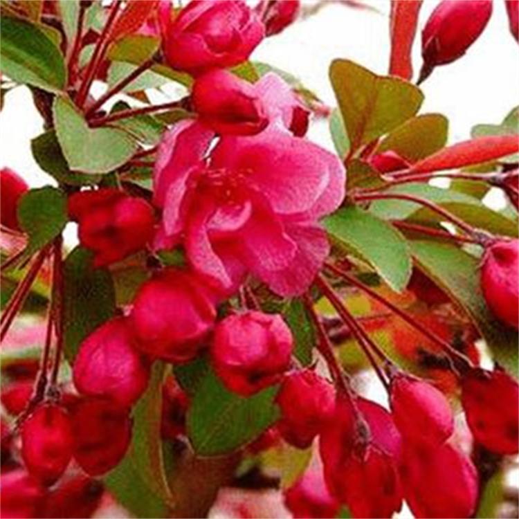 八棱海棠苗木海棠苗木批发厂家直销品质保证