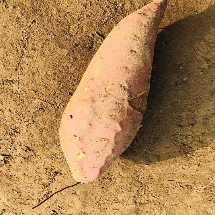 17年早熟龙薯9正在热卖 专供电烤用香甜遗字138 烟薯 龙薯9红薯