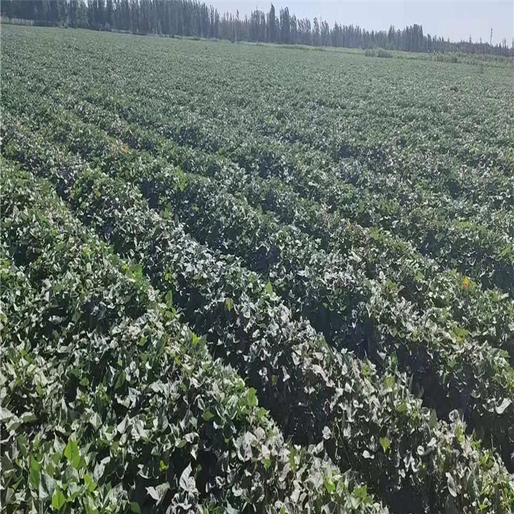 厂家批发红薯苗