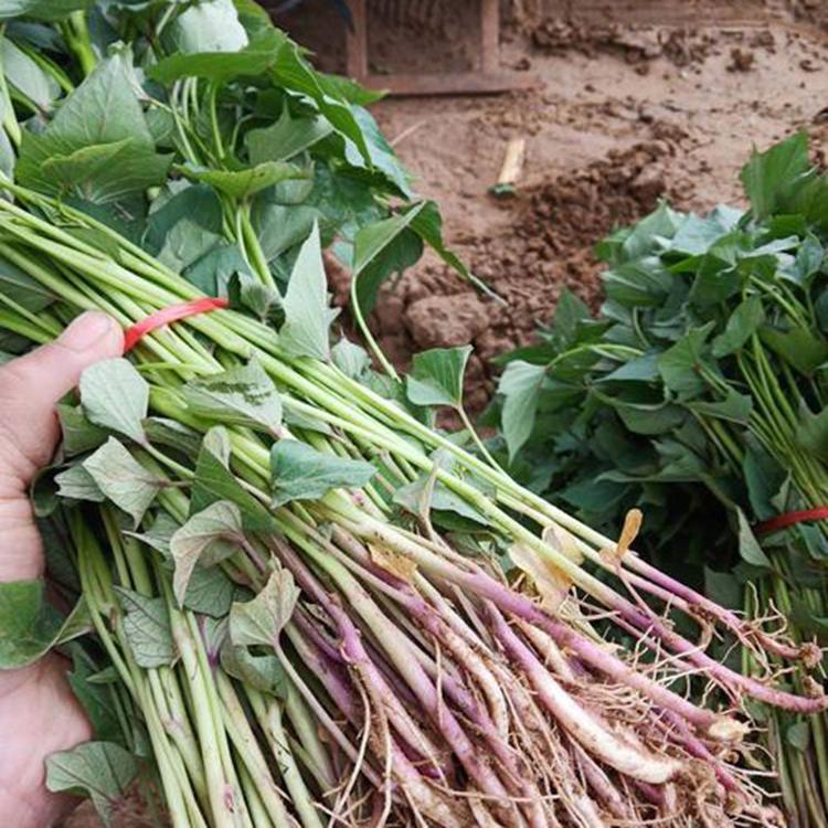 批发红薯苗 种植基地直发 成活率高