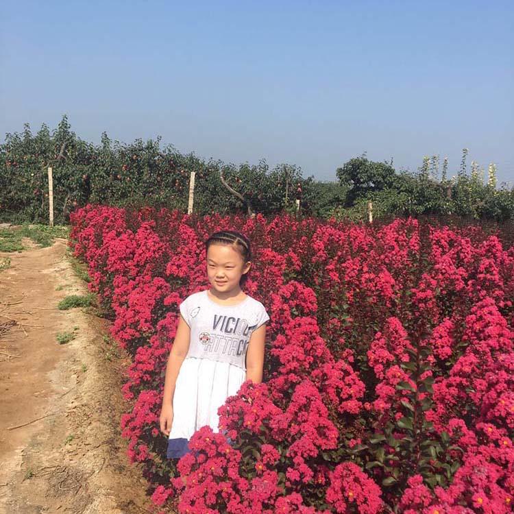 美国紫薇  紫薇厂家 红火球紫薇小苗批发  红艳