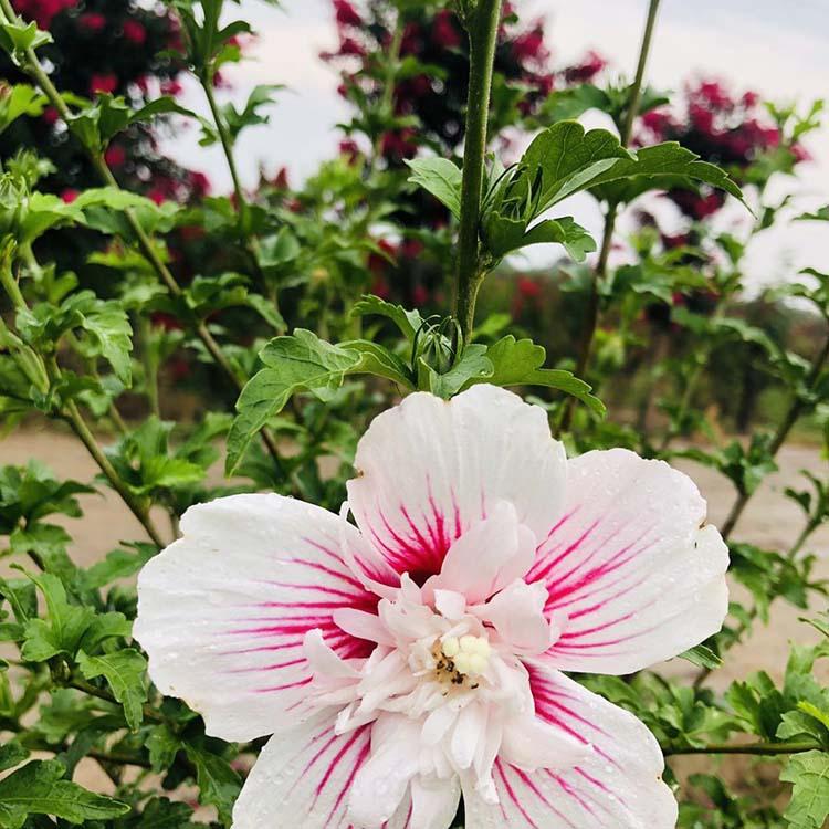 木槿种植 5公分木槿树 大量供应木槿  红艳