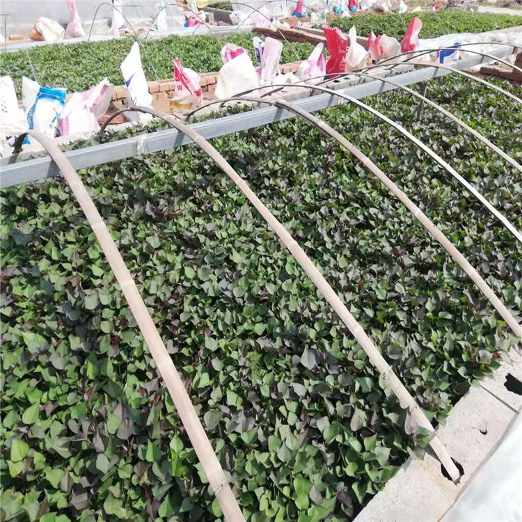 产地种植 新鲜地瓜苗 烟薯苗红薯苗 甘薯苗 红薯种植苗