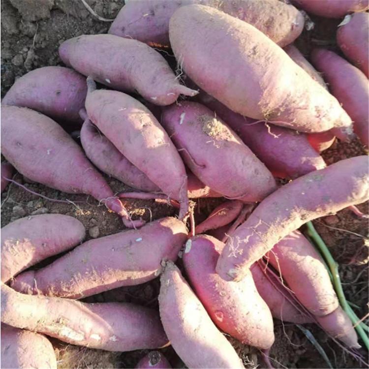 红薯 现挖新鲜 口感好 水分足