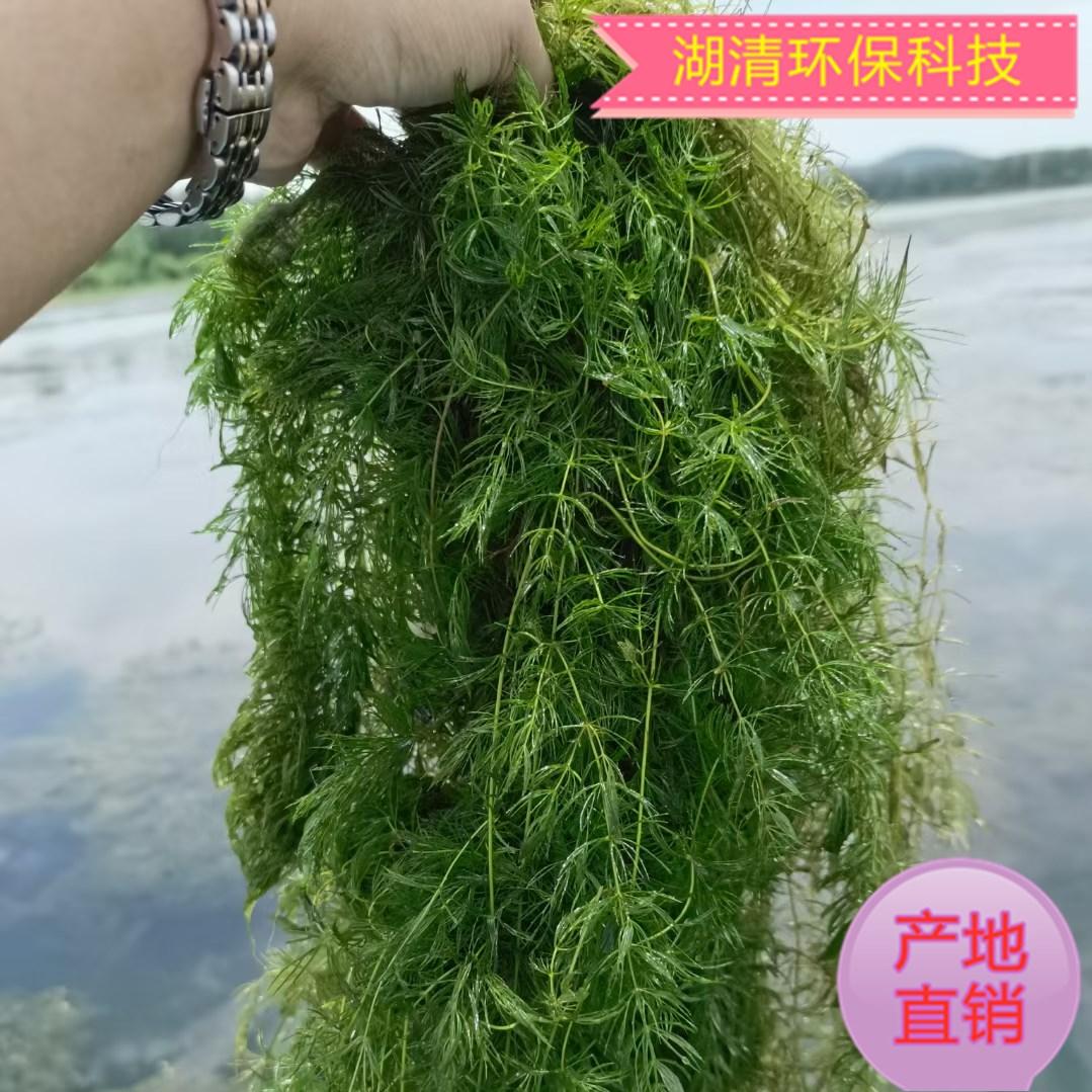水草  狐尾藻 黑藻  河道绿化工程   沉水植物批发