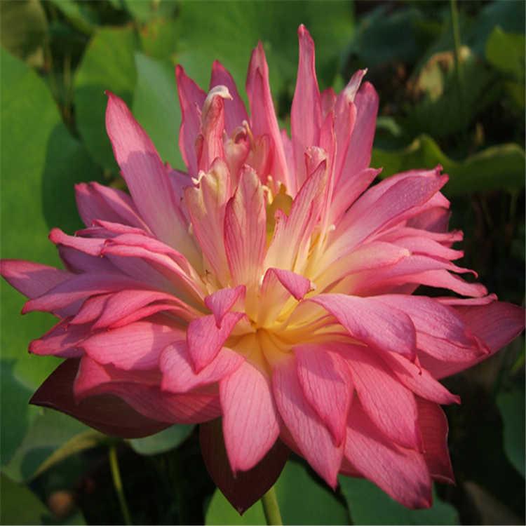 娇蓉  金丝猴  锦红袍  菊莲  菊莲16号