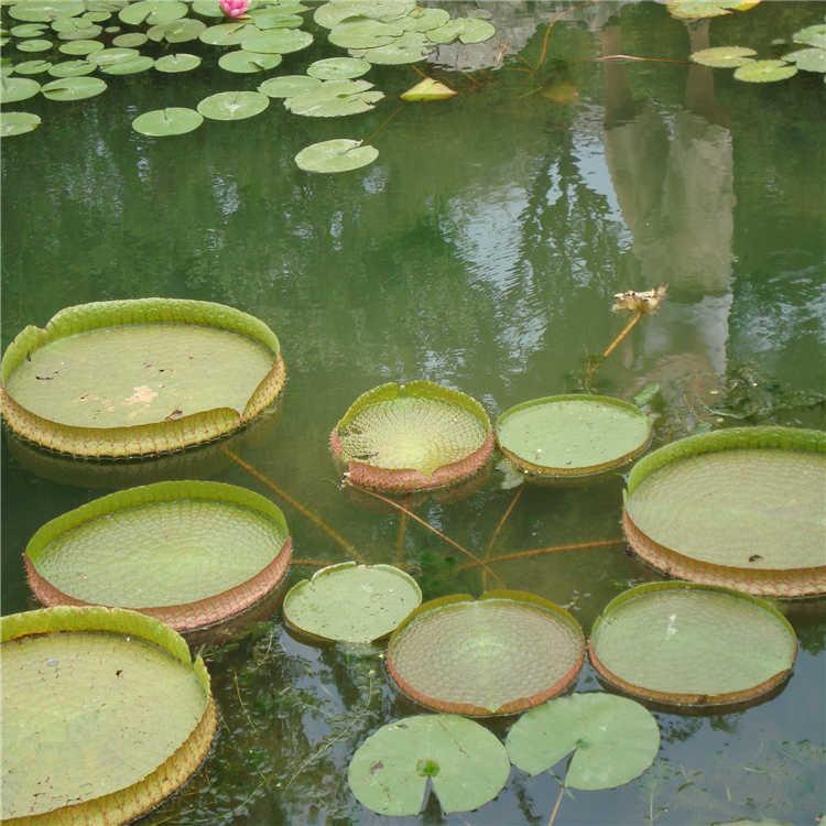 王莲种苗 专业供应王莲种子 王莲种苗 提供技术指导 