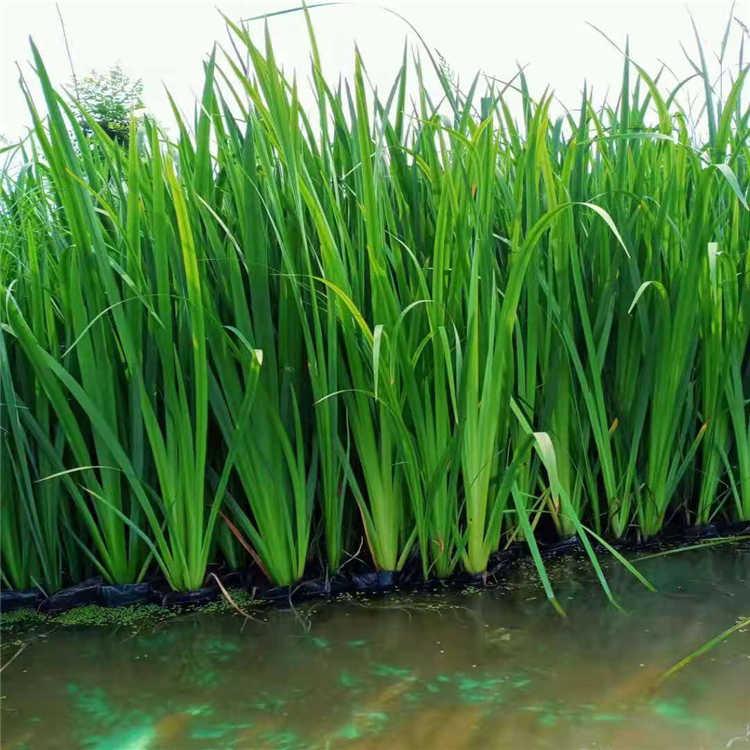 菹草  黄菖蒲  水生植物批发  挺水植物