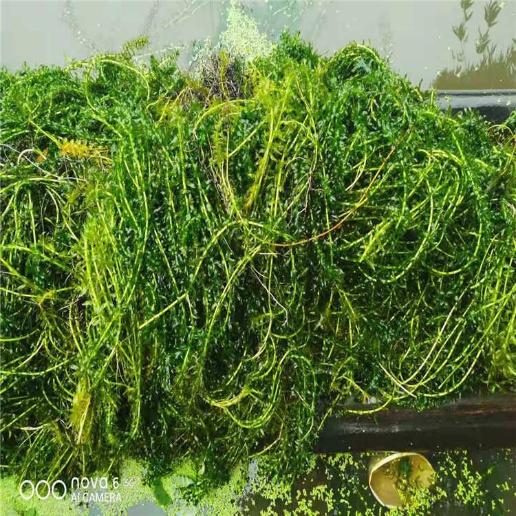 轮叶黑藻 竹叶眼子菜   狐尾藻 黑藻   水生植物厂家