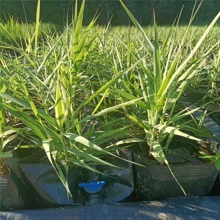 苦草 矮生苦草 水生草类 家廷养鱼必须 净化水质 