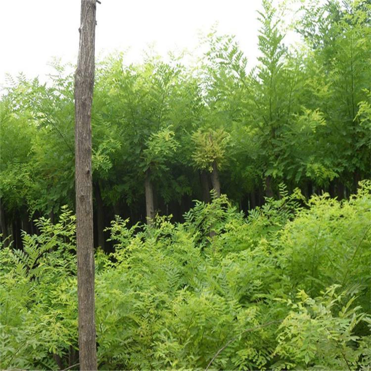 国槐 国槐批发 国槐种植基地 鸿启