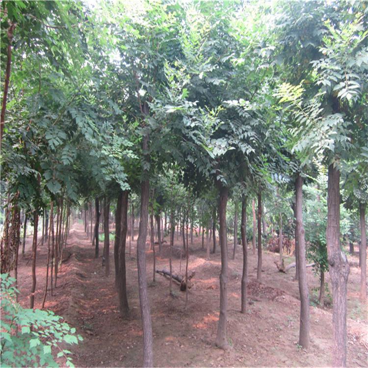 白蜡苗木批发 白蜡厂家 白蜡种植基地 鸿启