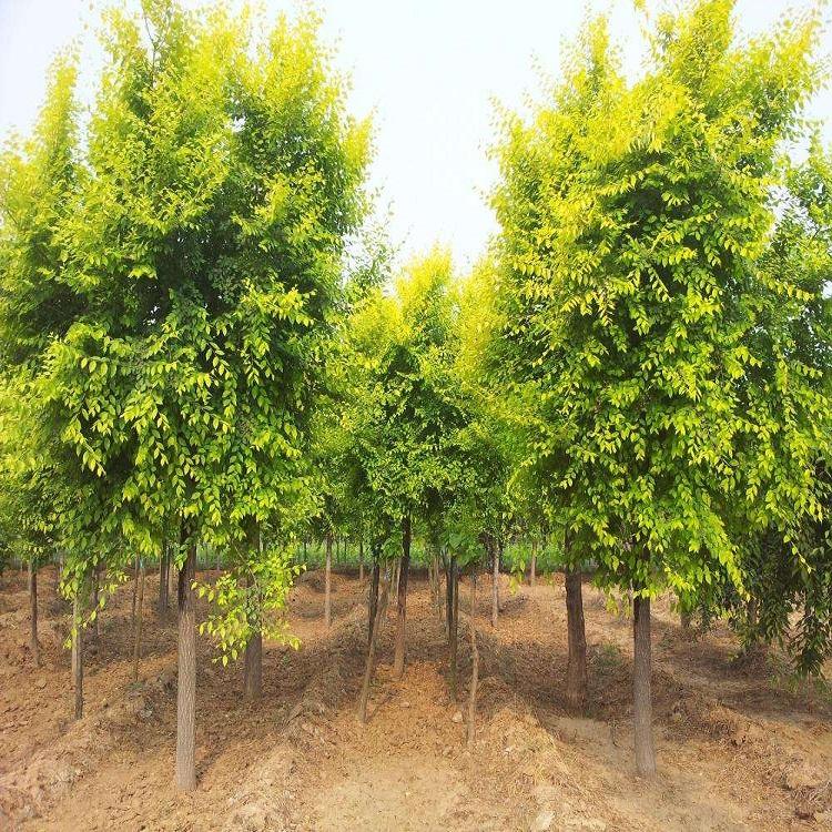 金叶榆  金叶榆树苗批发  