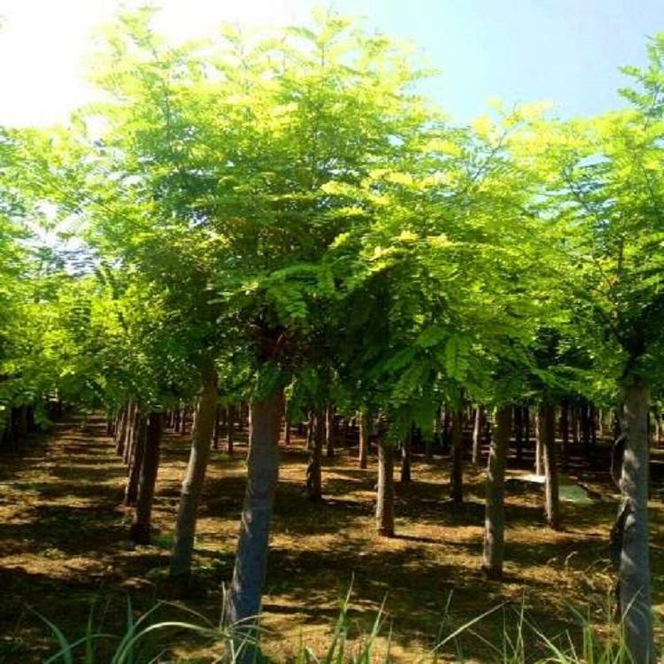 刺槐  优质刺槐树苗  现货销售