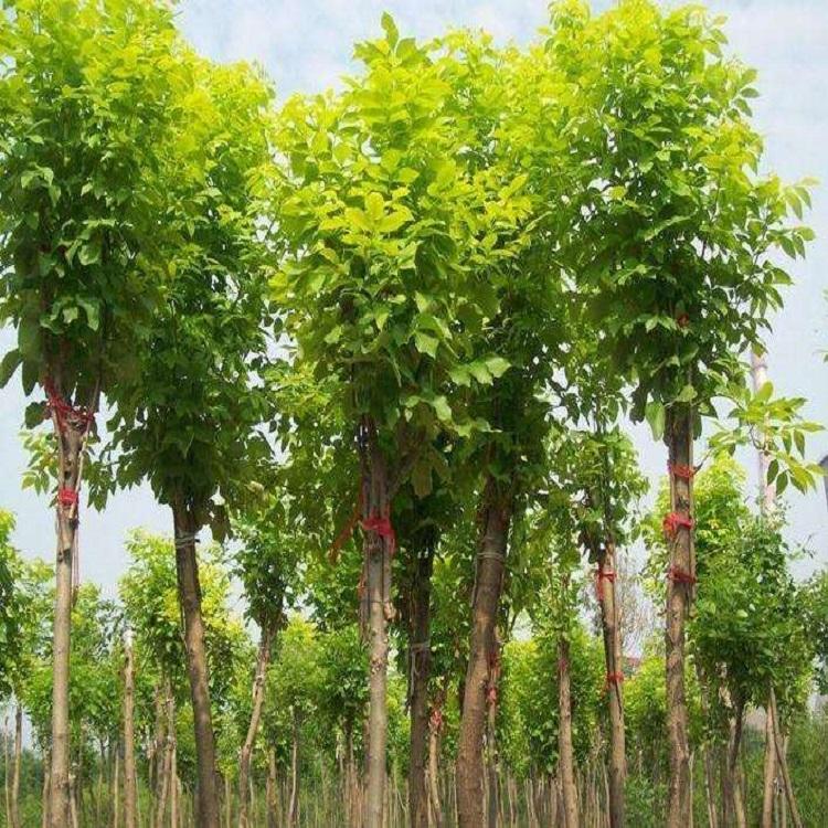 白蜡  白蜡树苗批发  苗木种植