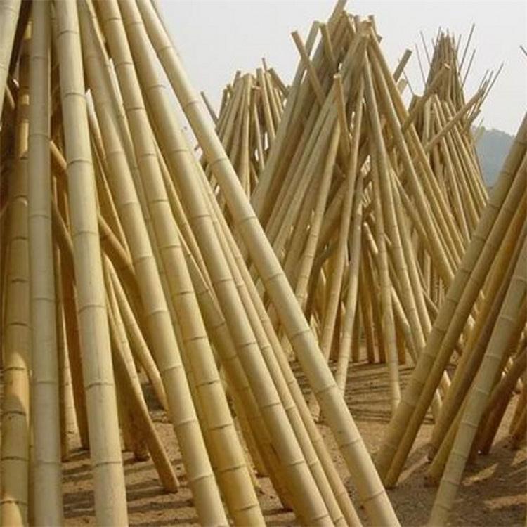 原产地批发竹竿  树木支撑用竹竿  厚勤 量大优惠