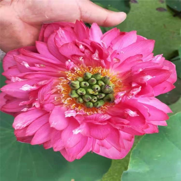 荷花价格 专业出售观赏荷花苗 水生植物