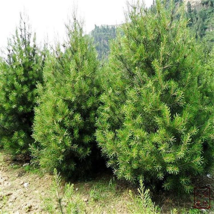 白皮松 河北白皮松 白皮松价格