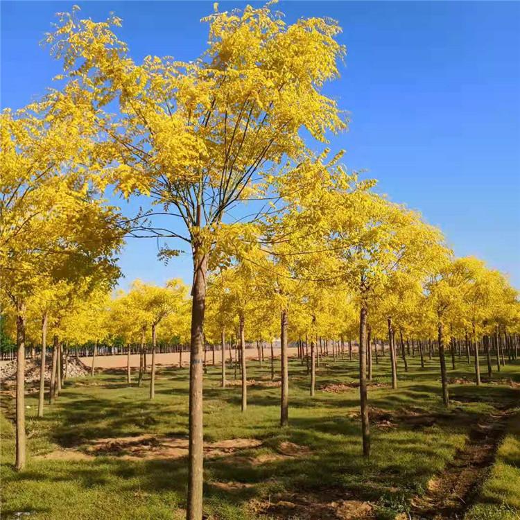 供应彩叶苗木8-12公分金叶槐树 金叶国槐 金叶槐价格 