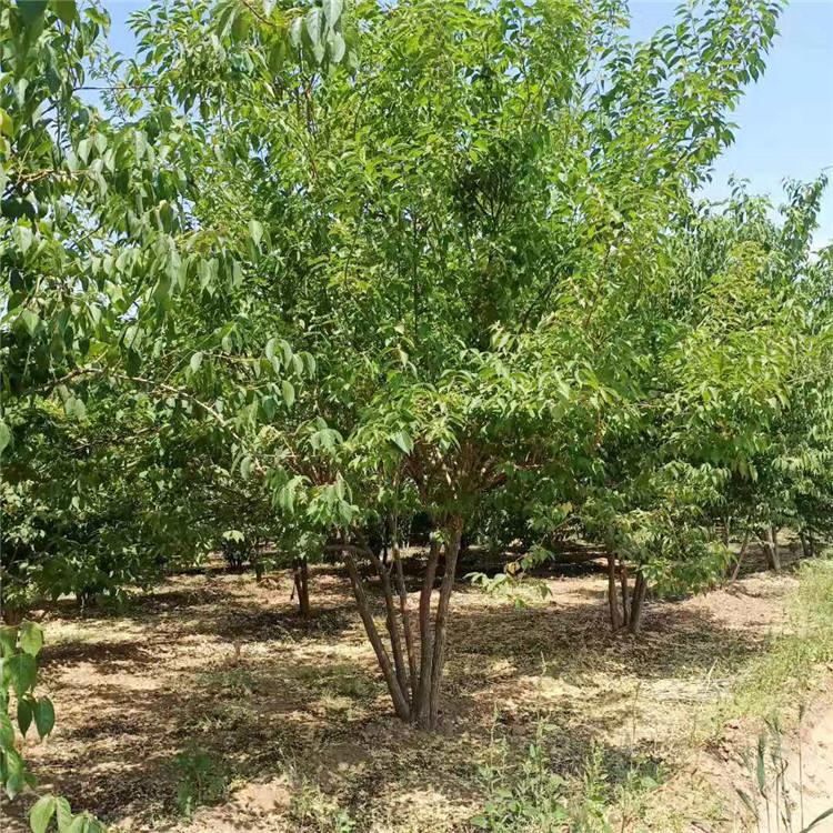 基地出售独杆金银木 地径3公分金银木