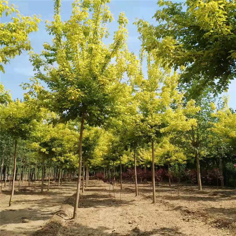 12公分金叶复叶槭价格 金叶复叶槭基地 8公分复叶槭价格