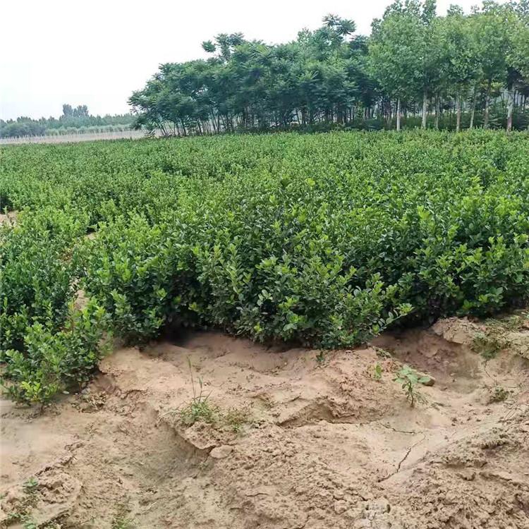 丛生卫矛树苗 丛生卫矛价格 丛生丝绵木价格