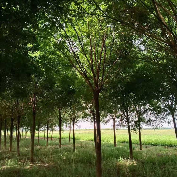 国槐价格 种植国槐 道路国槐 12-15公分国槐