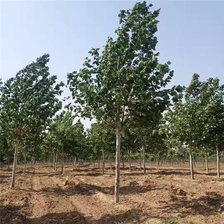 15公分速生法桐 20公分绿化法桐 绿化工程法桐厂家出售