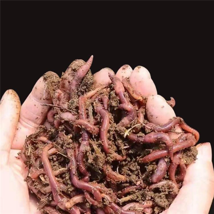 鲜活蚯蚓 新鲜蚯蚓批发钓鱼水产养殖