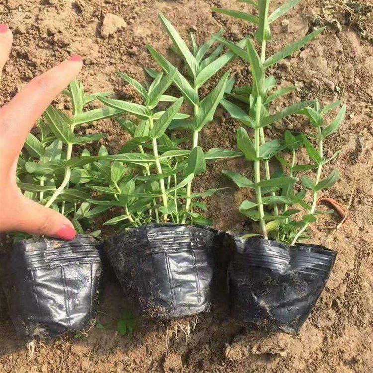 精品千屈菜 绿化千屈菜出售