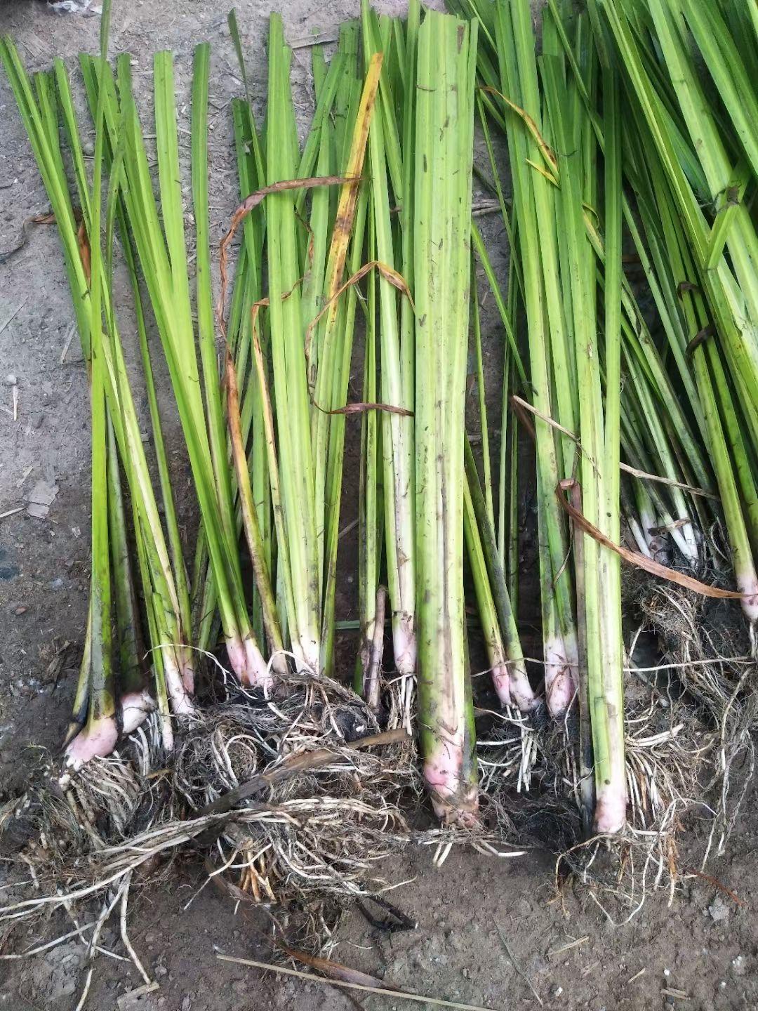 香蒲苗 水生香蒲 花叶香蒲销售
