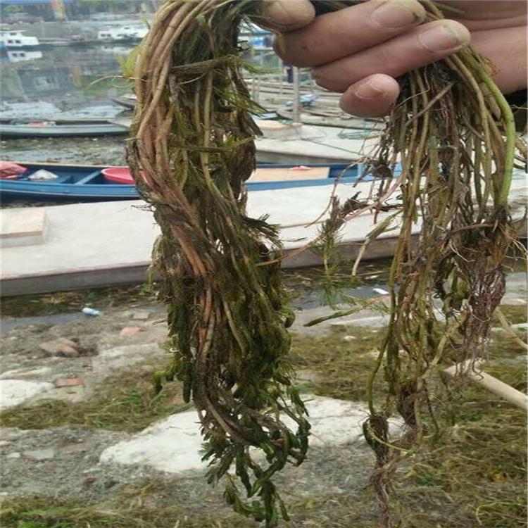 黑藻 轮叶黑藻 金鱼藻 伊乐藻 厂家直供