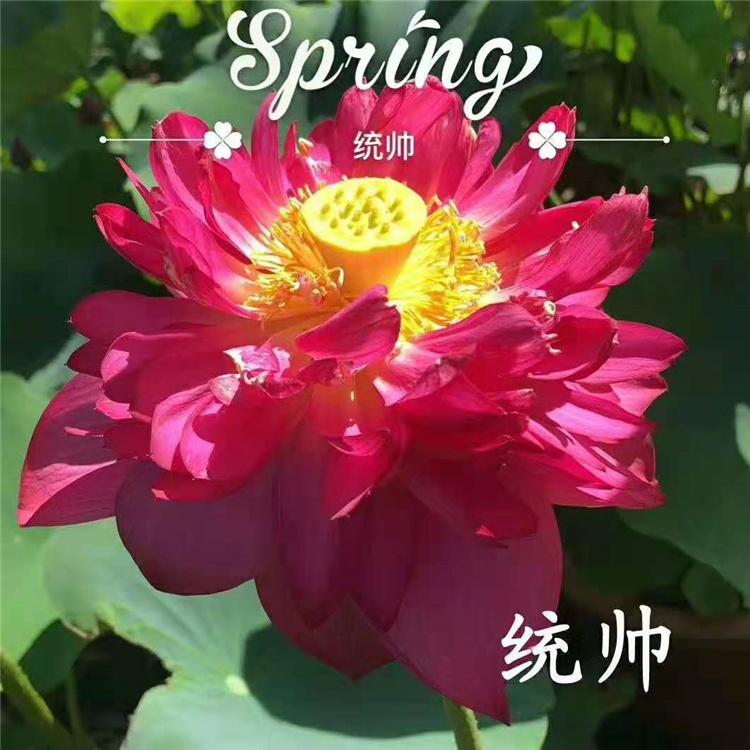 景观荷花苗 厂家直销白洋淀荷花苗 易成活