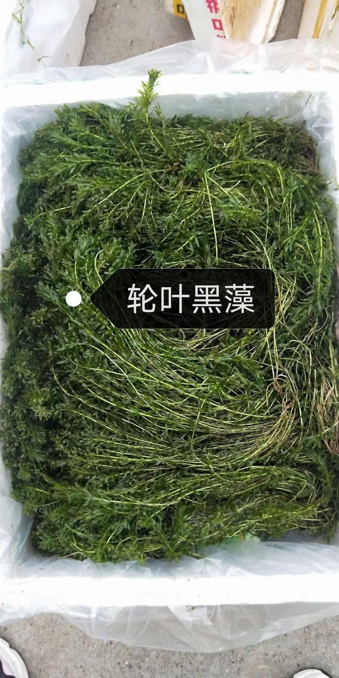 黑藻 轮叶黑藻 金鱼藻 伊乐藻 厂家直供