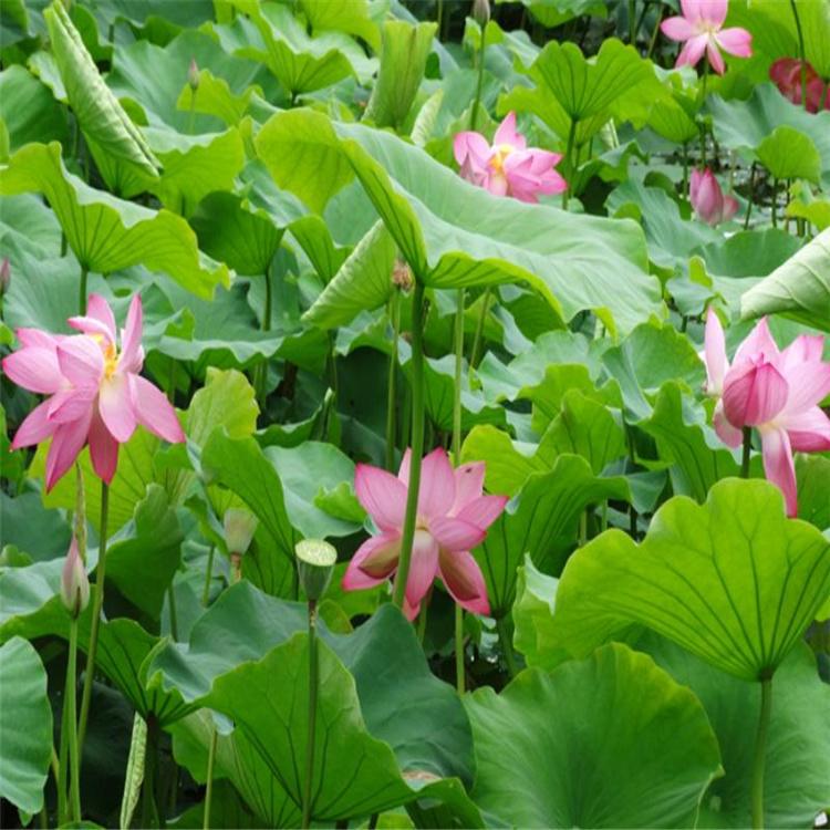 景观荷花苗 厂家直销白洋淀荷花苗 易成活