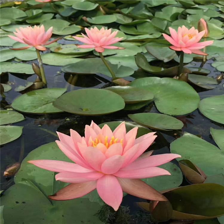 优质睡莲苗 多色系睡莲种苗 睡莲杯苗培育基地