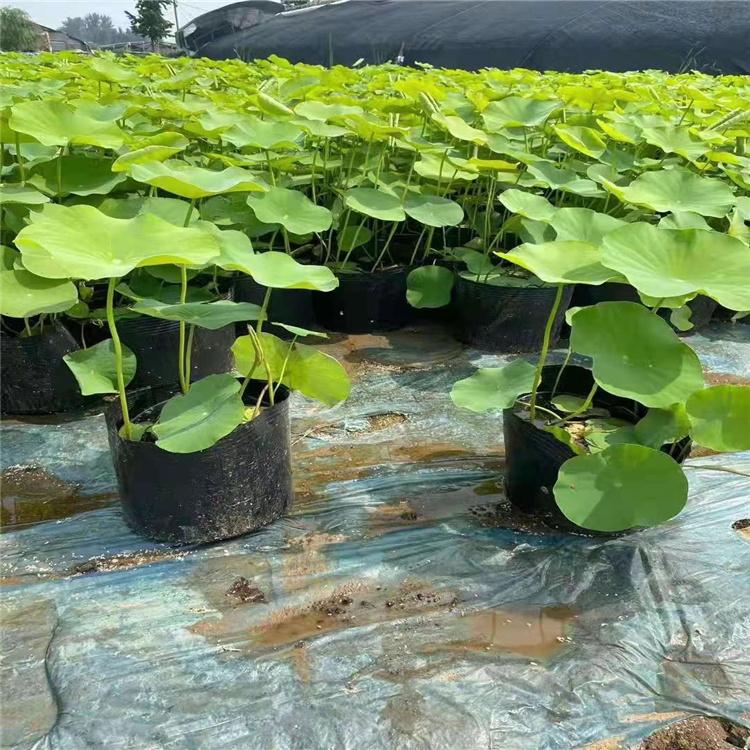 盆栽荷花 精品荷花 基地大量供应